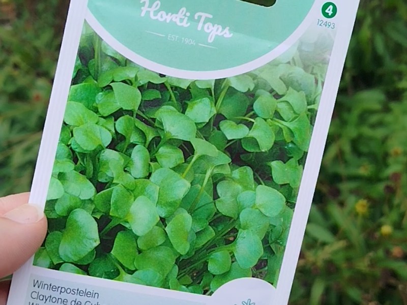 Winterpostelein zaaien