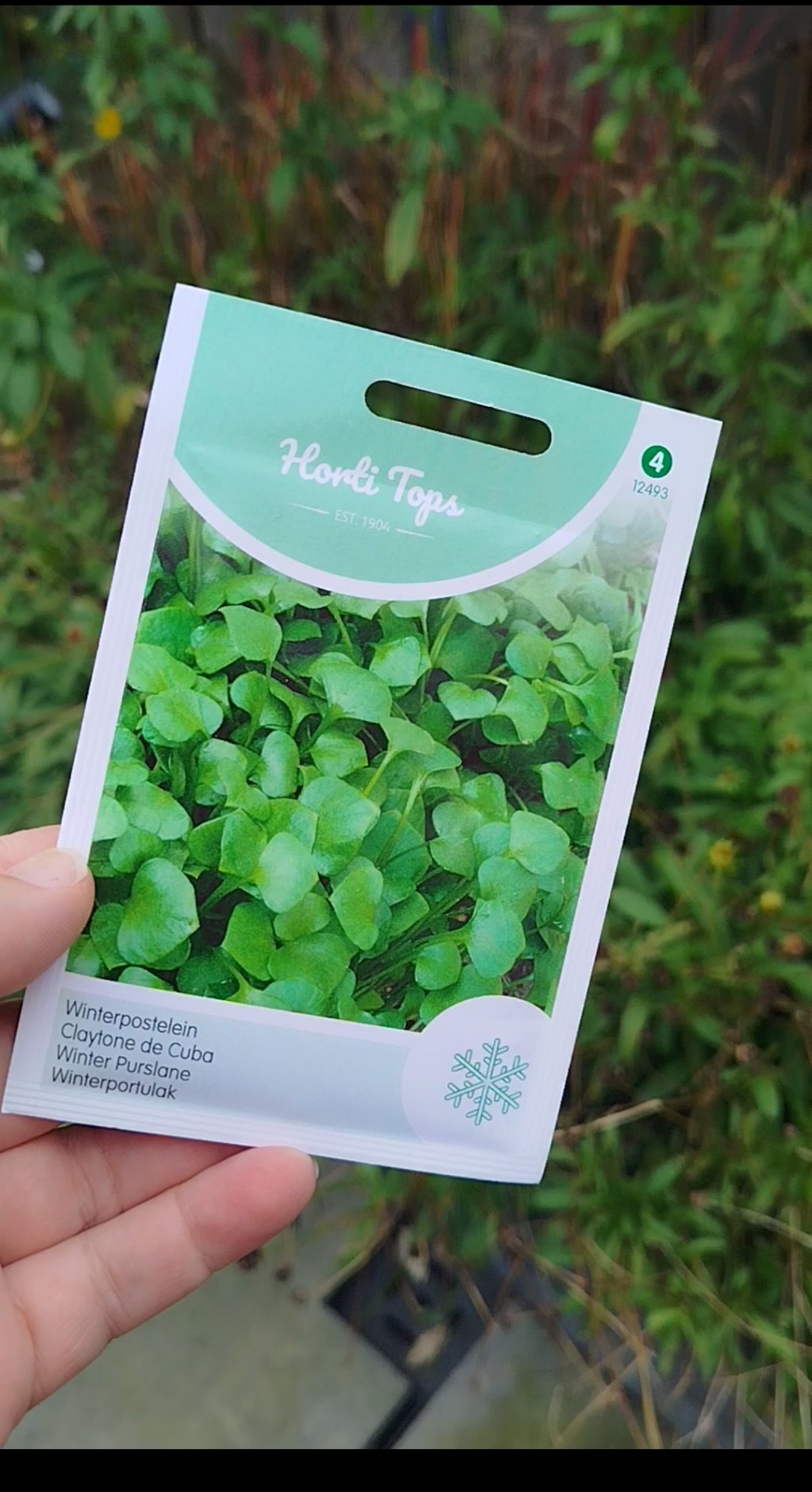 Winterpostelein zaaien